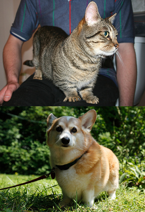 A cat version of the corgi exists: the munchkin cat