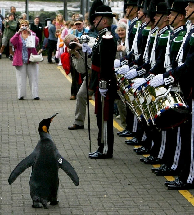 Norway knighted a penguin named Nils Olav; he is the mascot for the Norwegian Royal Guard