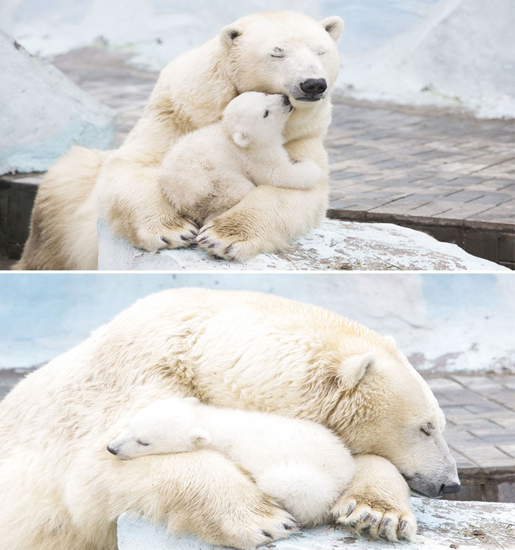 Polar bear love