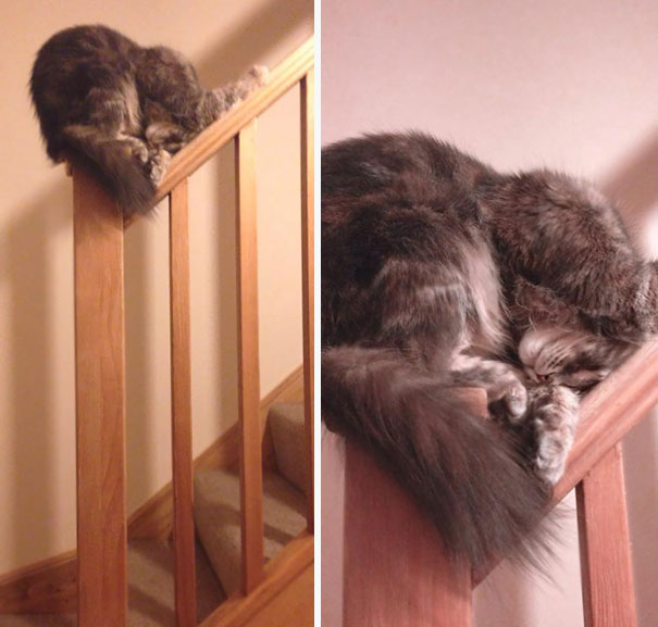 Of All The Places A Cat Could Choose To Get Some Sleep…