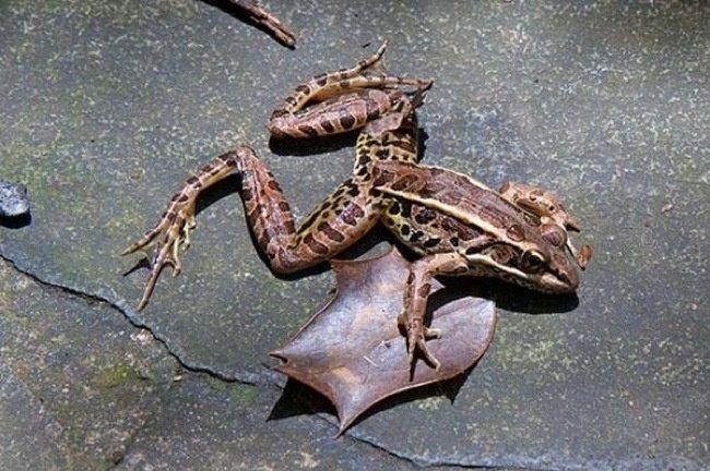 In 1997, a Mexican town had a storm where frogs fell from the sky