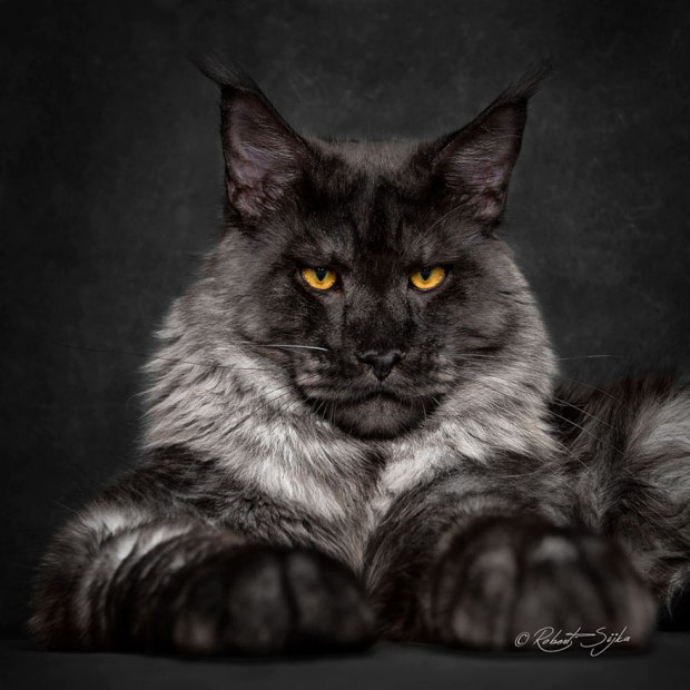 Maine Coons $600-$1,500