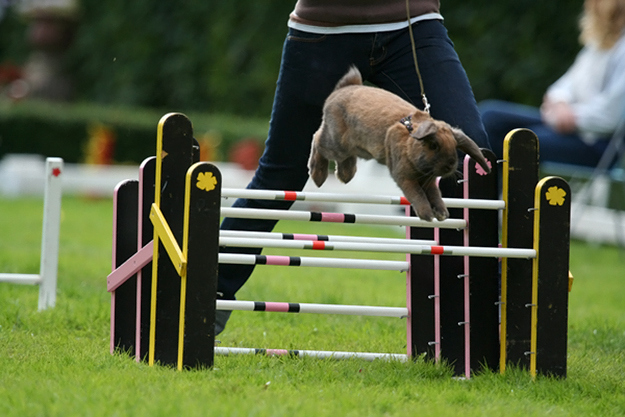 There’s a competition in Sweden called Kaninhoppning, or rabbit show jumping
