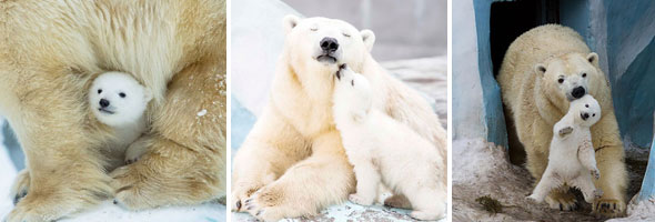 Adorable Pictures Of Momma Bears With Their Little Teddy Bears