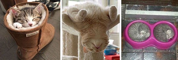 These Photos Prove That Cats Can Sleep Pretty Much Anywhere