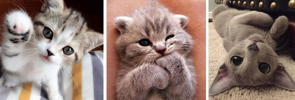 The Most Adorable Pictures of Kittens Ever