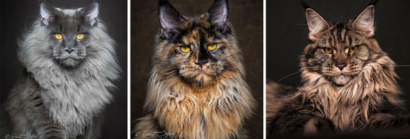 Amazing Mythical Beasts: Photographer Captured the Beauty of Maine Coons
