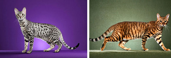 Amazing Cats That Cost A Fortune