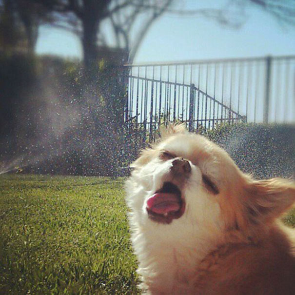 He likes sprinklers…