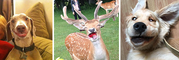 Non-Photogenic Animals That Will Make You Laugh Out Loud
