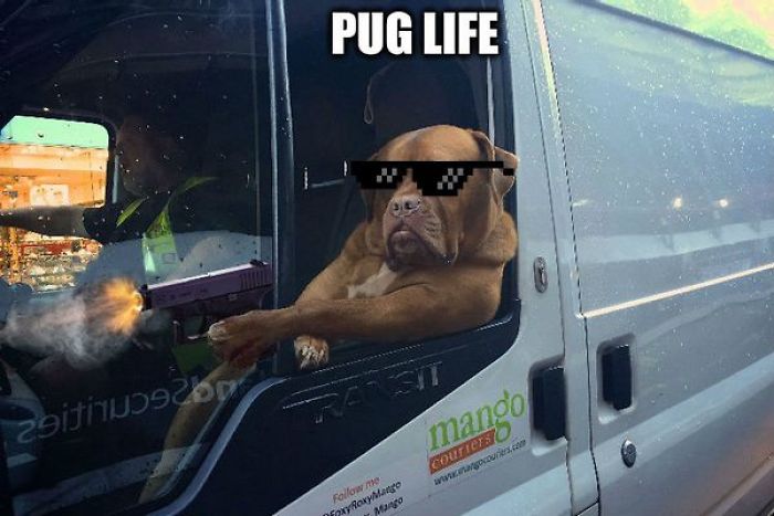 Pug Life Is Real