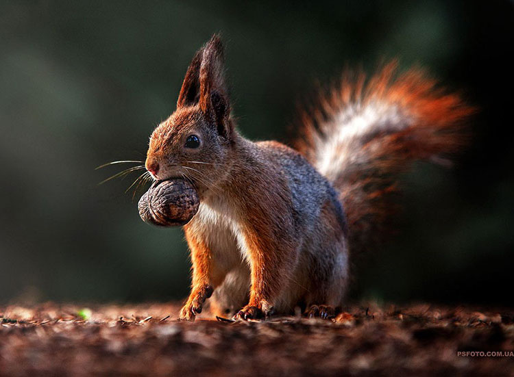 The photographer loves squirrels and so do we!
