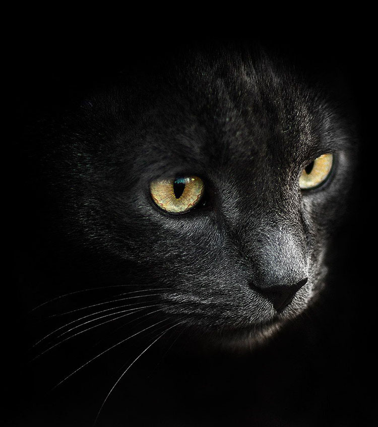 Mysterious cat…