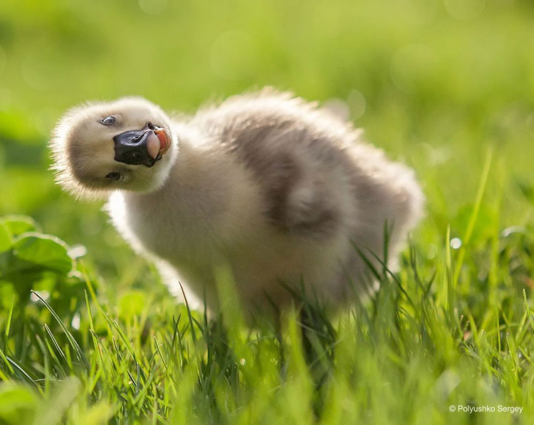 Lovely duckling