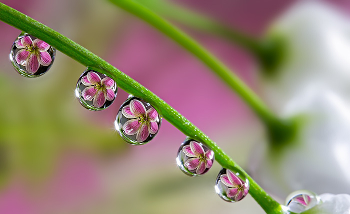 To See Flowers In Water Drops