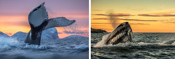 Biology Professor Photographs Arctic Whales And His Photos Will Take Your Breath Away