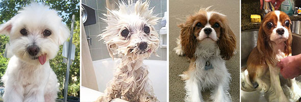 Funny Dog Pics Before And After A Bath
