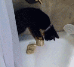 Cats can’t recognize themselves in the mirror