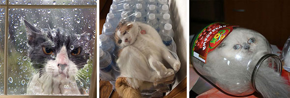 Cats Who Immediately Regretted Their Poor Life Choices