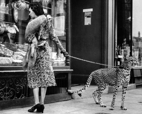 Josephine Baker's cheetah