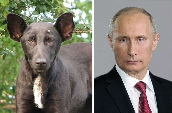 Vladimir Putin and the serious dog