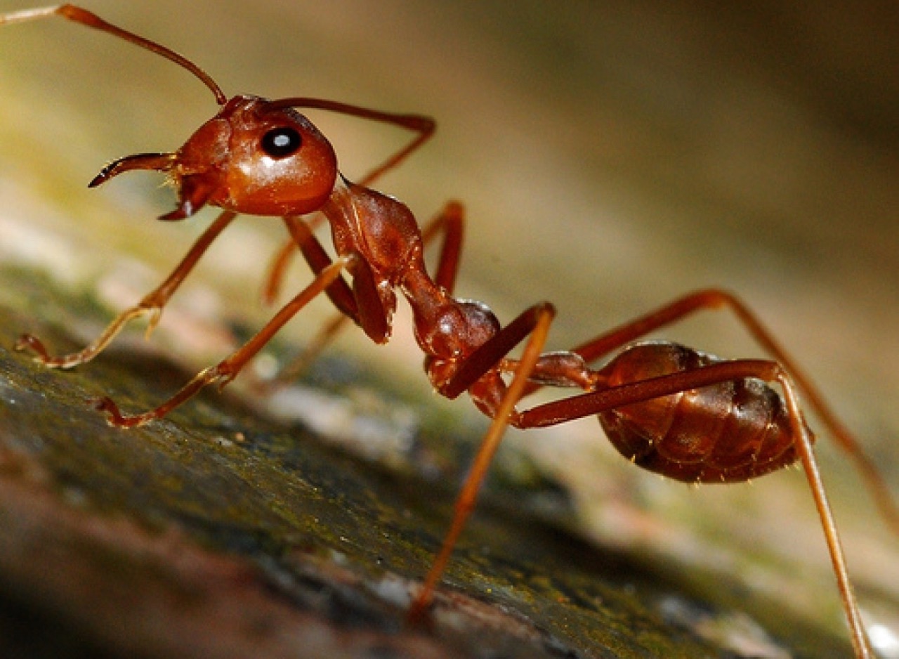 Siafu - Army Ants