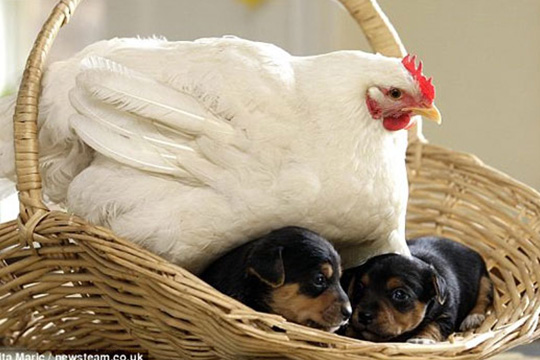 The hen and her puppies