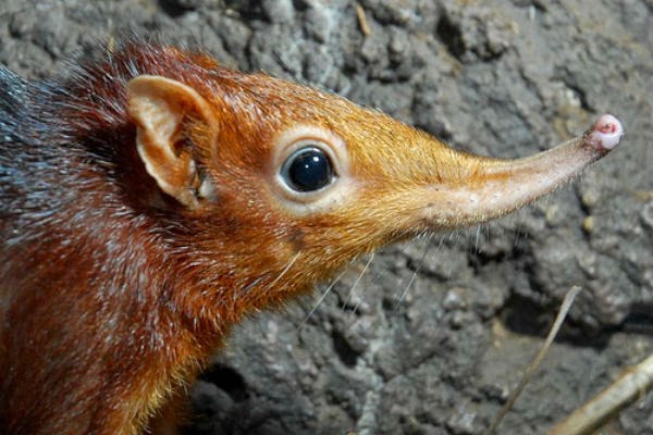 Shrew, the first Mammal specie