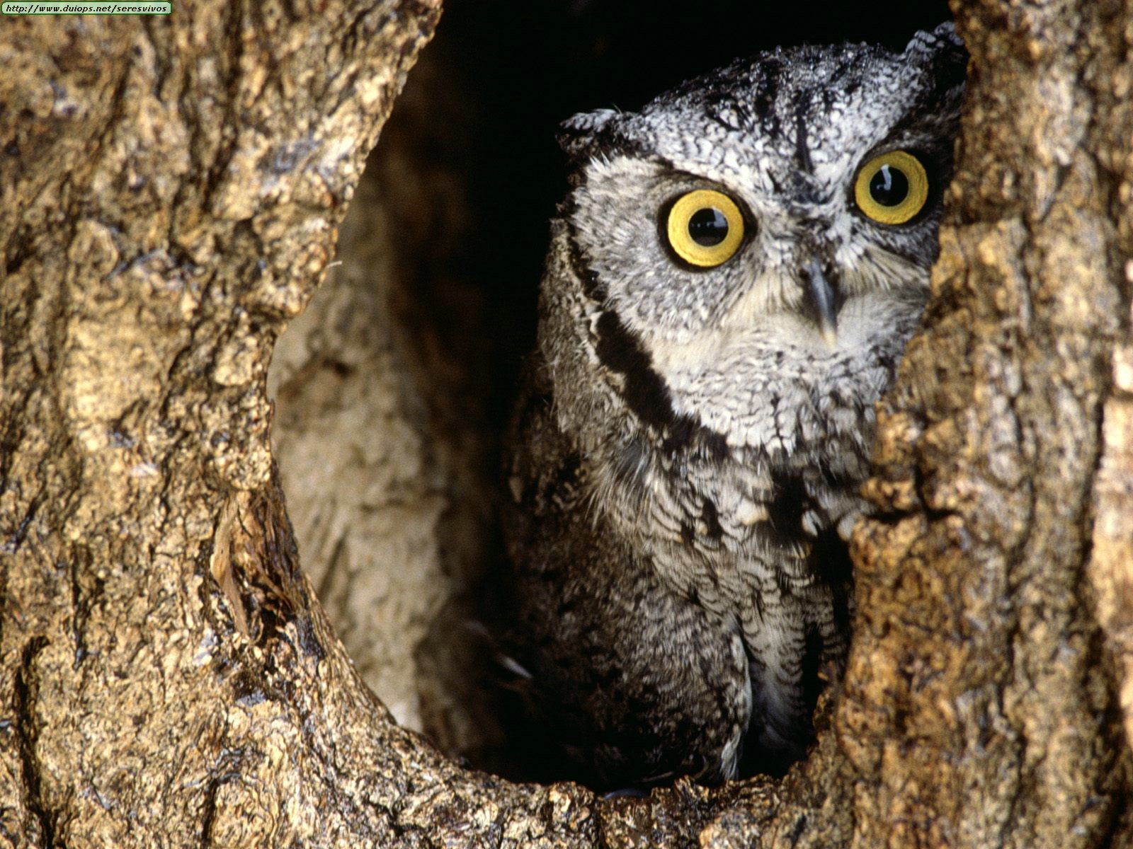 Believe it or not, owls are dangerous