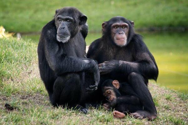 LIE: All Primates Evolved into Humans
