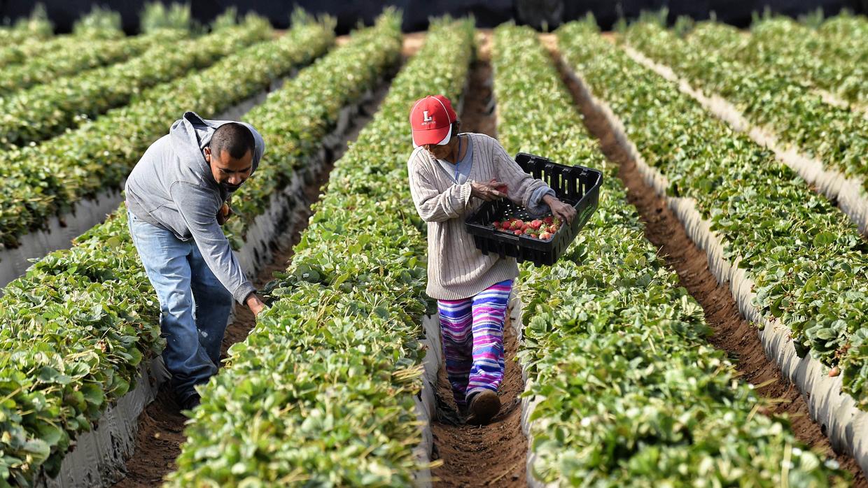 Agriculture: Thousands of workers die each year