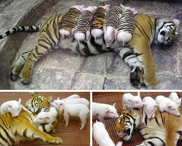 A Tiger and her little pigs