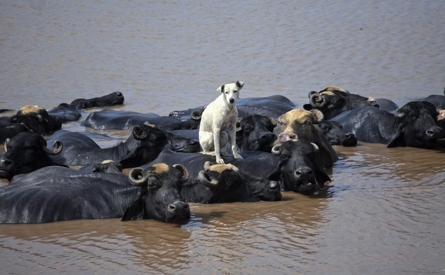A dog protected by a group of buffalos