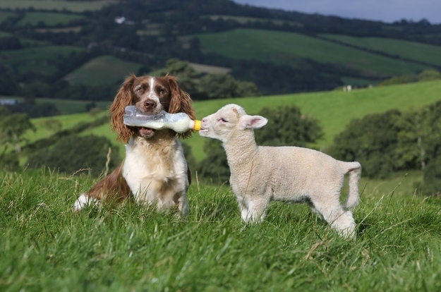 The dog and the sheep