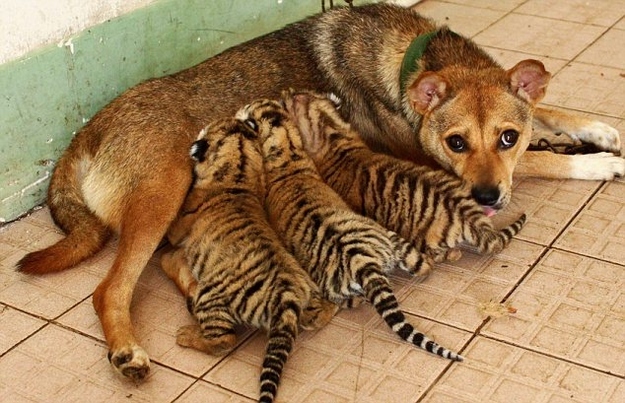 A dog that takes cares of 3 little tigers