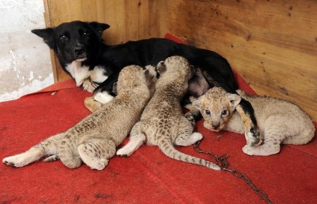 A Dog Caring for 3 little Lions