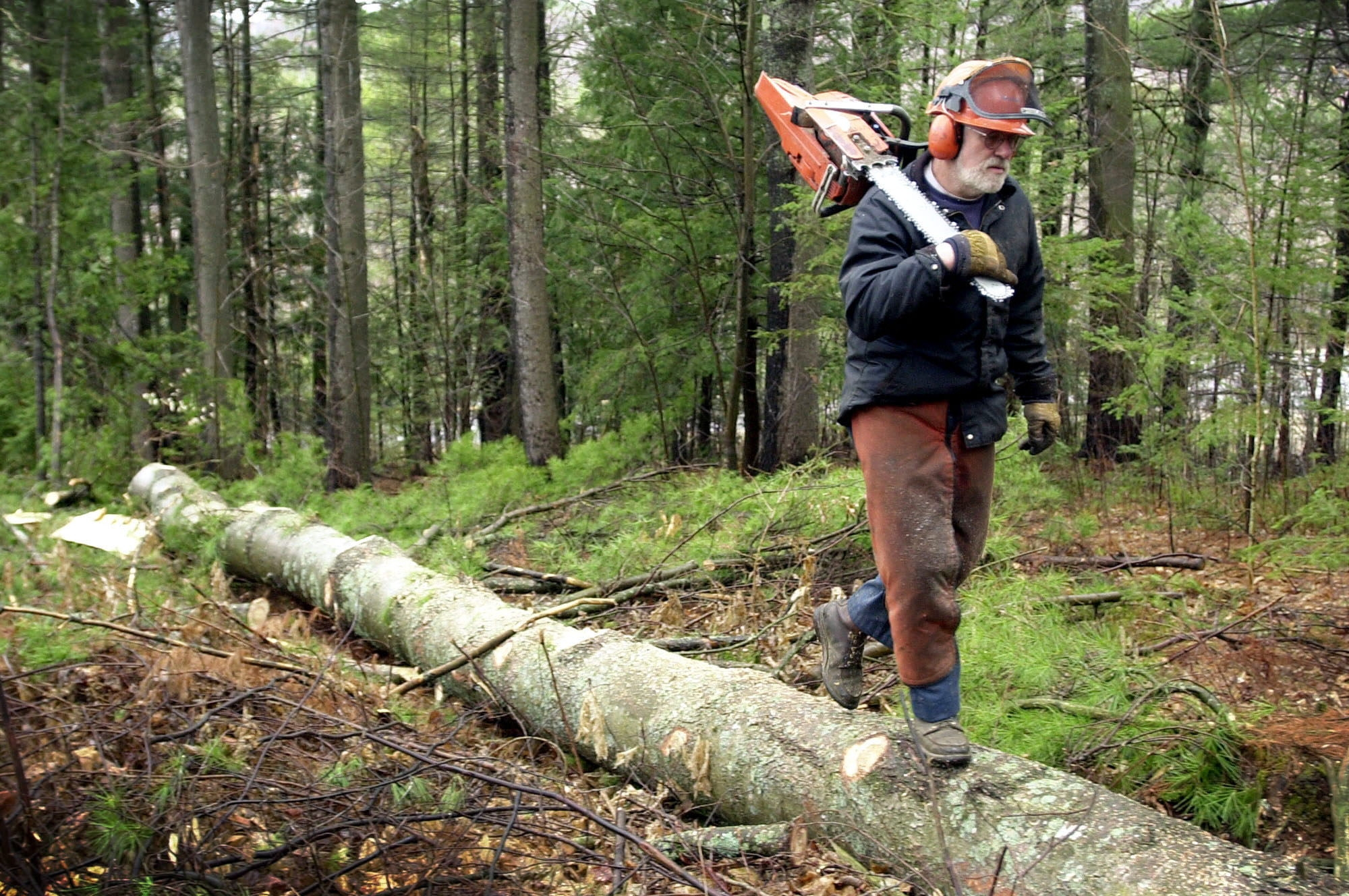 Lumberjacks in the United States