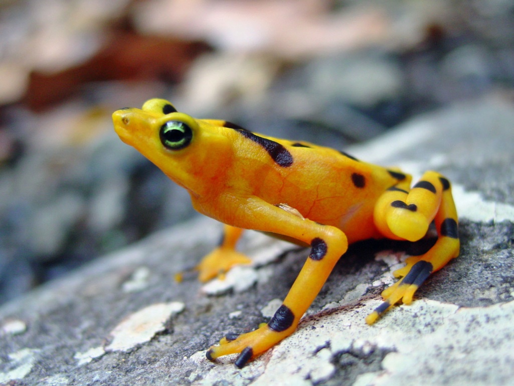The golden frog suffocates you in seconds