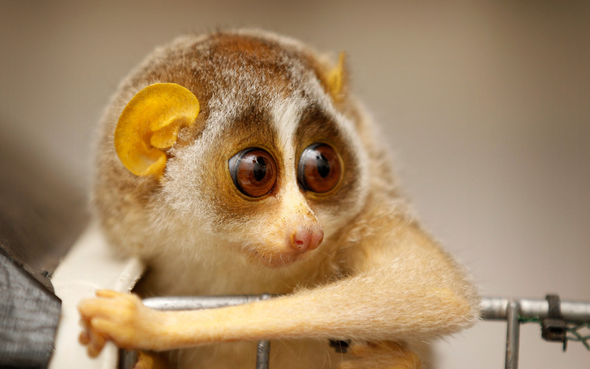 The fearsome Slow loris
