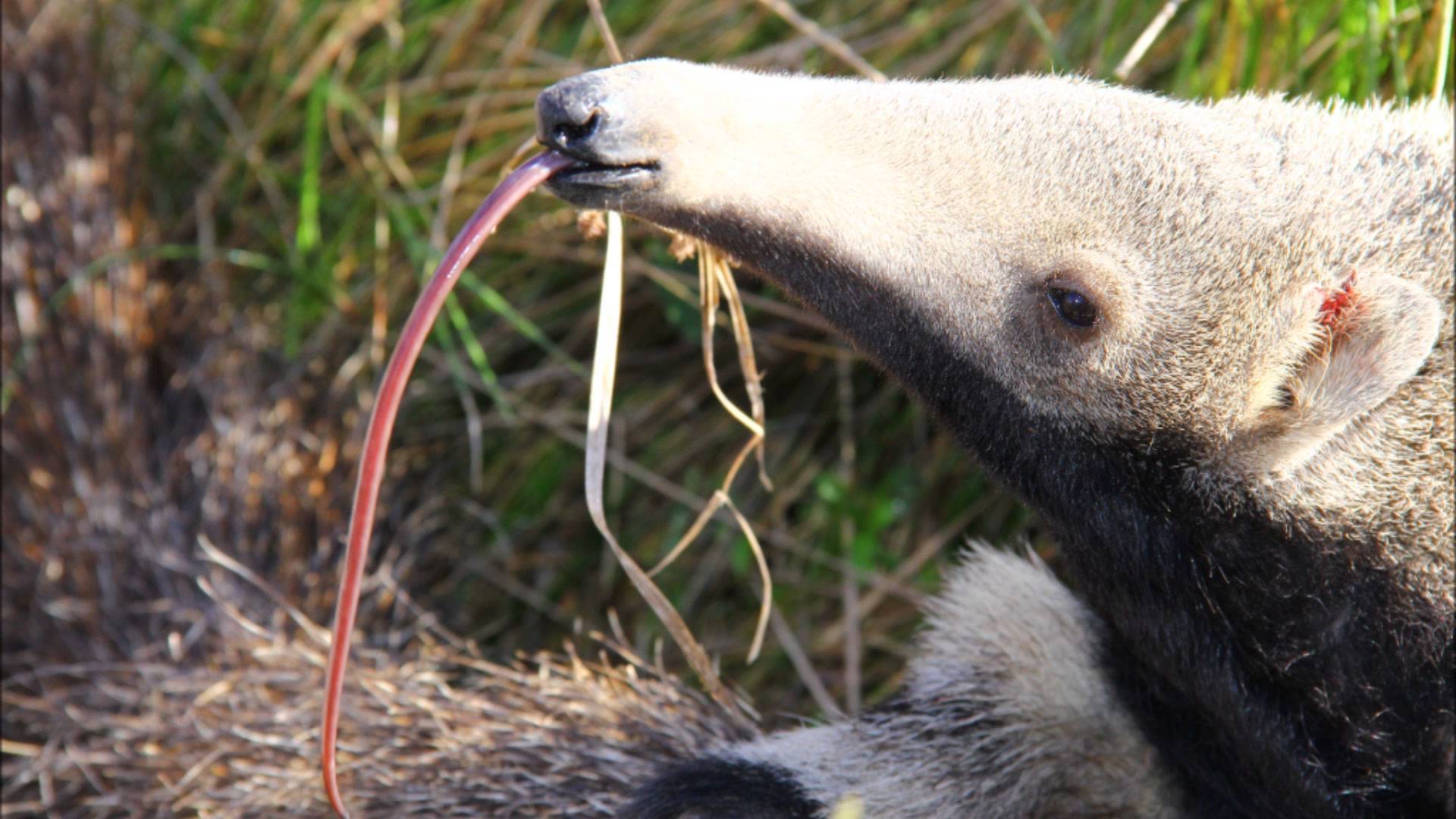 The anteaters