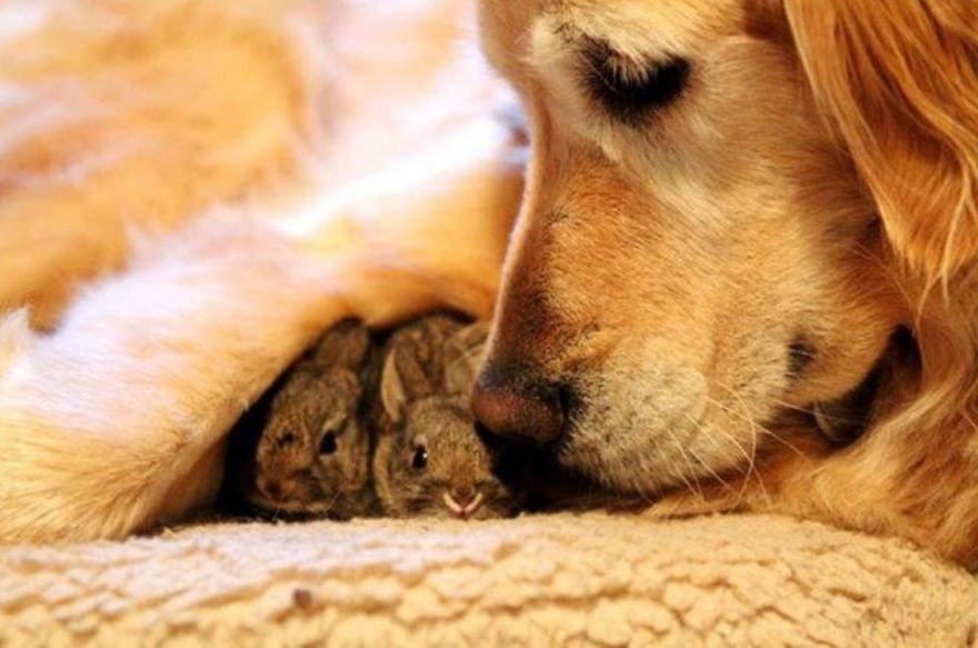 A dog that adopted two rabbits