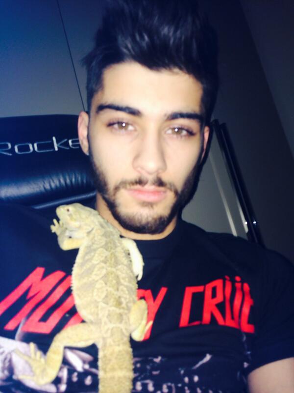 Malik's Lizard