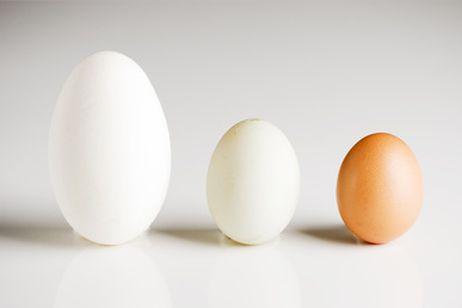 Different sizes of eggs