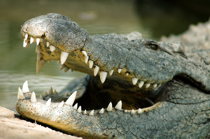 Crocodiles Have Strongest Bite Ever Measured on the planet