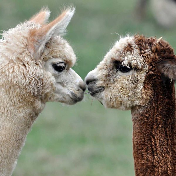 Alpacas die if they don't find a partner