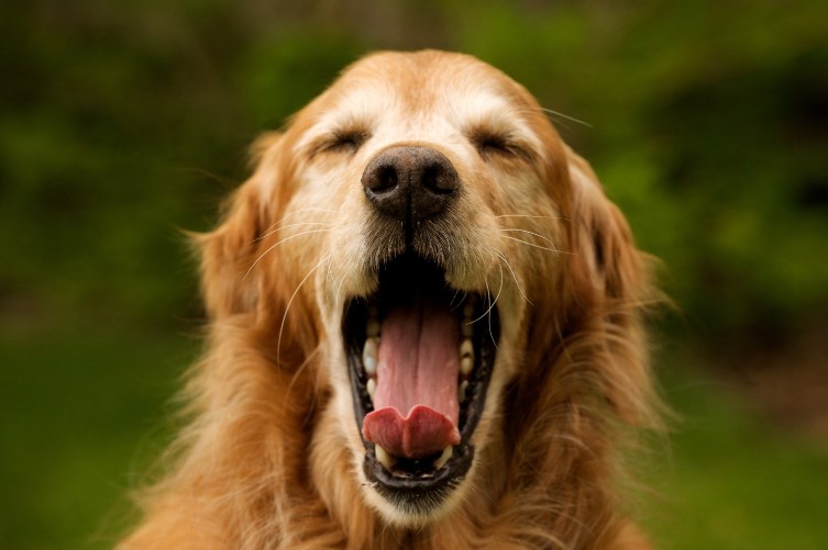 Relaxed yawning.