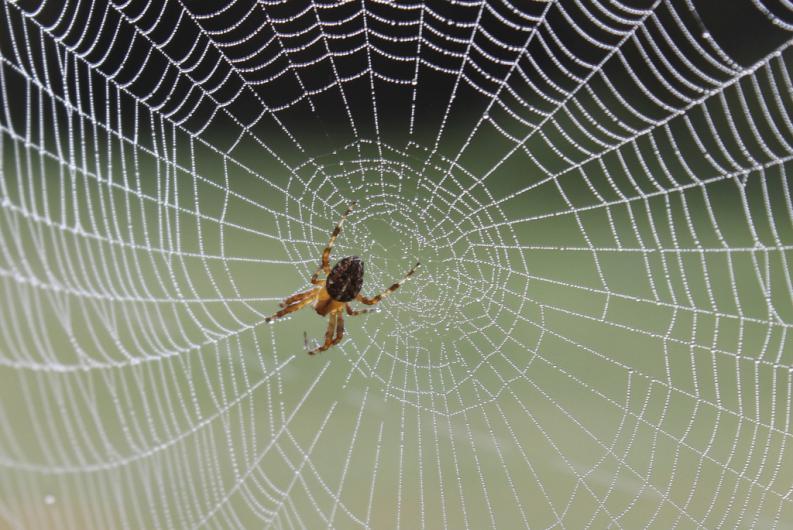 Spiders eat their webs