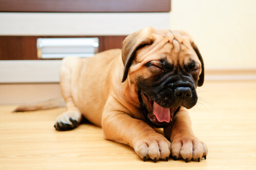 When your dog yawns