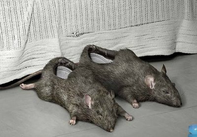 Rat slippers
