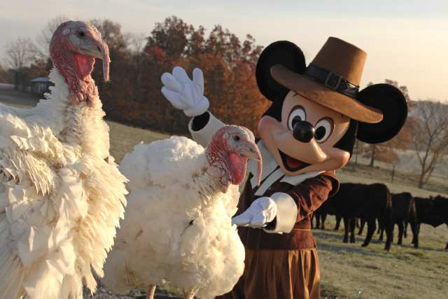 The turkey that the President of the USA forgives on Thanksgiving is sent to Disney